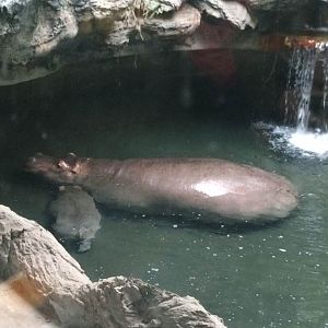 The 11th child of hippo Jin Jin