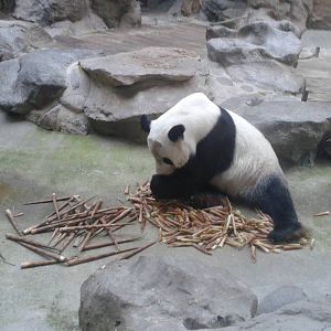 Giant Panda
