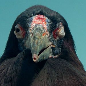 Oct. 2014 - Mahler Family Aviary - Abdim's Stork