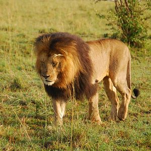 Male Lion - Masai Mara NR