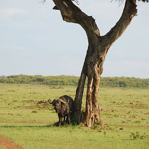 Buffalo Under Tree - Masai Mara NR