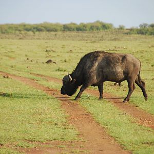 Buffalo Crossing - Masai Mara NR