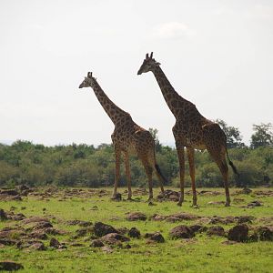 Giraffes on the Plains - Masai Mara NR