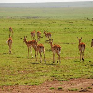 Female Impala - Masai Mara NR
