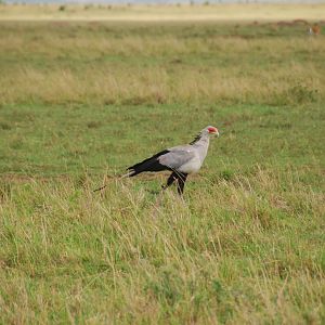 Secretary Bird - Masai Mara NR