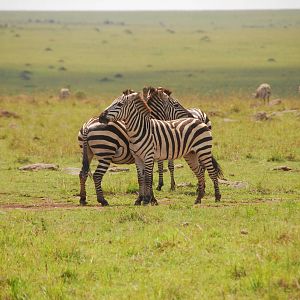 Zebra Socialization - Masai Mara NR