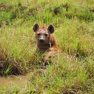 Spotted Hyena - Masai Mara NR