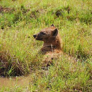 Spotted Hyena - Masai Mara NR