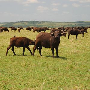 Buffalo with Juvenile - Masai Mara