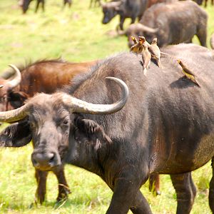 Buffalo with Oxpeckers - Masai Mara NR