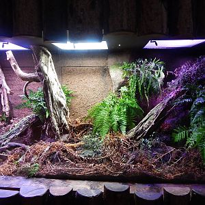 New exhibit in Tropical Realm