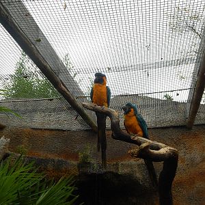 Blue-throated Macaws