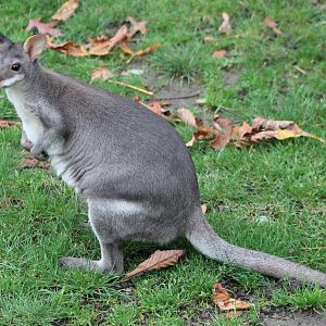 Bruijn's pademelon
