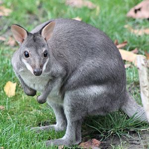 Bruijn's pademelon