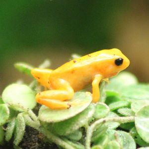 Golden mantella