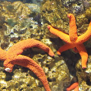 Red starfish