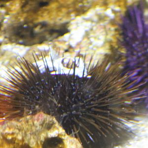 Rock sea-urchin