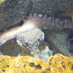 Hiding Common octopus