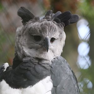 Harpy Eagle (Harpia harpyja)