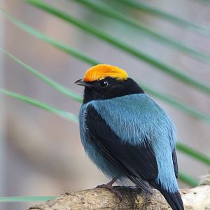 Blue Manakin (Chiroxiphia caudata) male