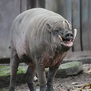 Babirusa (Babyrousa babyrussa) male