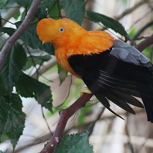 Andean Cock-of-the-Rock (Rupicola peruvianus peruvianus) male