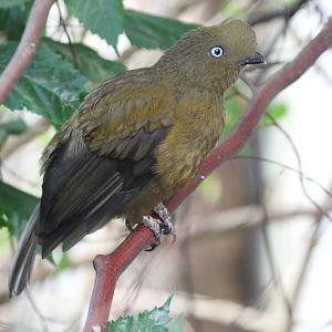 Andean Cock-of-the-Rock (Rupicola peruvianus) female