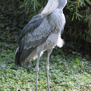 Shoebill (Balaeniceps rex)