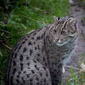 Fishing cat : Howletts : 17 Oct 2014