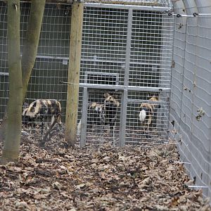 New African Hunting Dogs 26-10-14