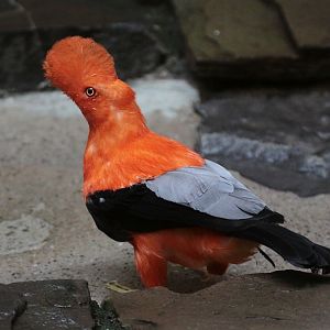 Andean Cock-of-the-Rock (Rupicola peruvianus sanguinolentus) male