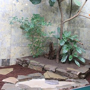 Andean Cock-of-the-Rock (R.p.sanguinolentus) aviary