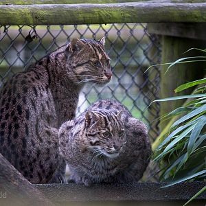 Fishing cats : Howletts : 17 Oct 2014