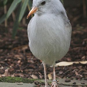 Kagu