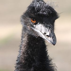 Emu