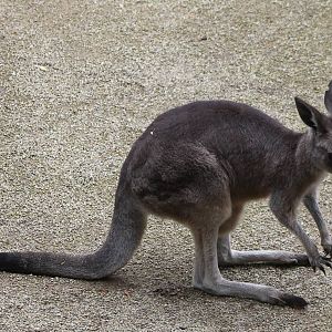 Eastern giant kangaroo