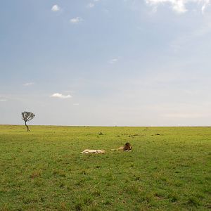 Lions on the Savanna - Masai Mara NR
