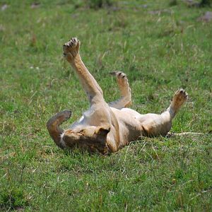 After Mating - Masai Mara NR