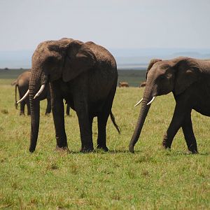 Elephants - Masai Mara NR