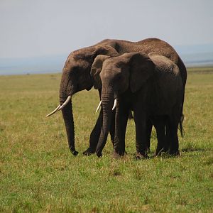 Elephants - Masai Mara NR