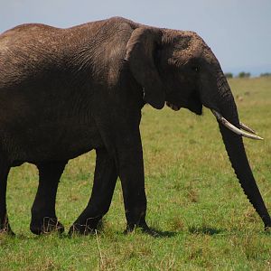 Elephant - Masai Mara NR