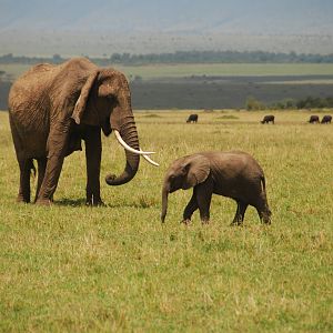 Matriarch and Calf - Masai Mara NR