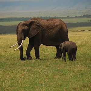 Matriarch and Calf - Masai Mara NR