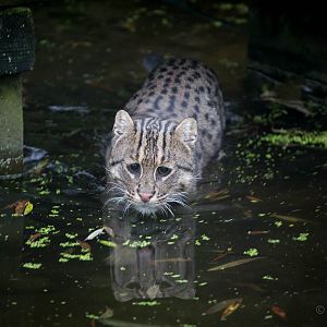 Fishing cat : Howletts : 14 Oct 2014