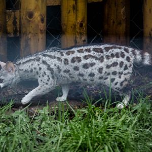 Pardine genet : Wingham : 13 Oct 2014