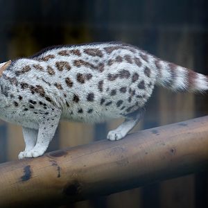 Pardine genet : Wingham : 13 Oct 2014