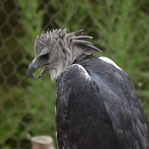 Harpy Eagle