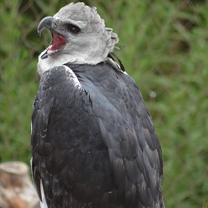 Harpy Eagle
