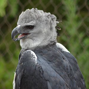 Harpy Eagle