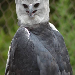Harpy Eagle